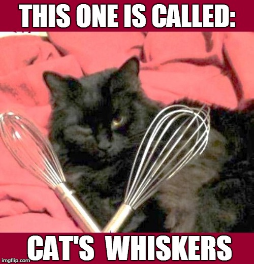 Is it Pet Week yet? | THIS ONE IS CALLED:; CAT'S  WHISKERS | image tagged in funny | made w/ Imgflip meme maker