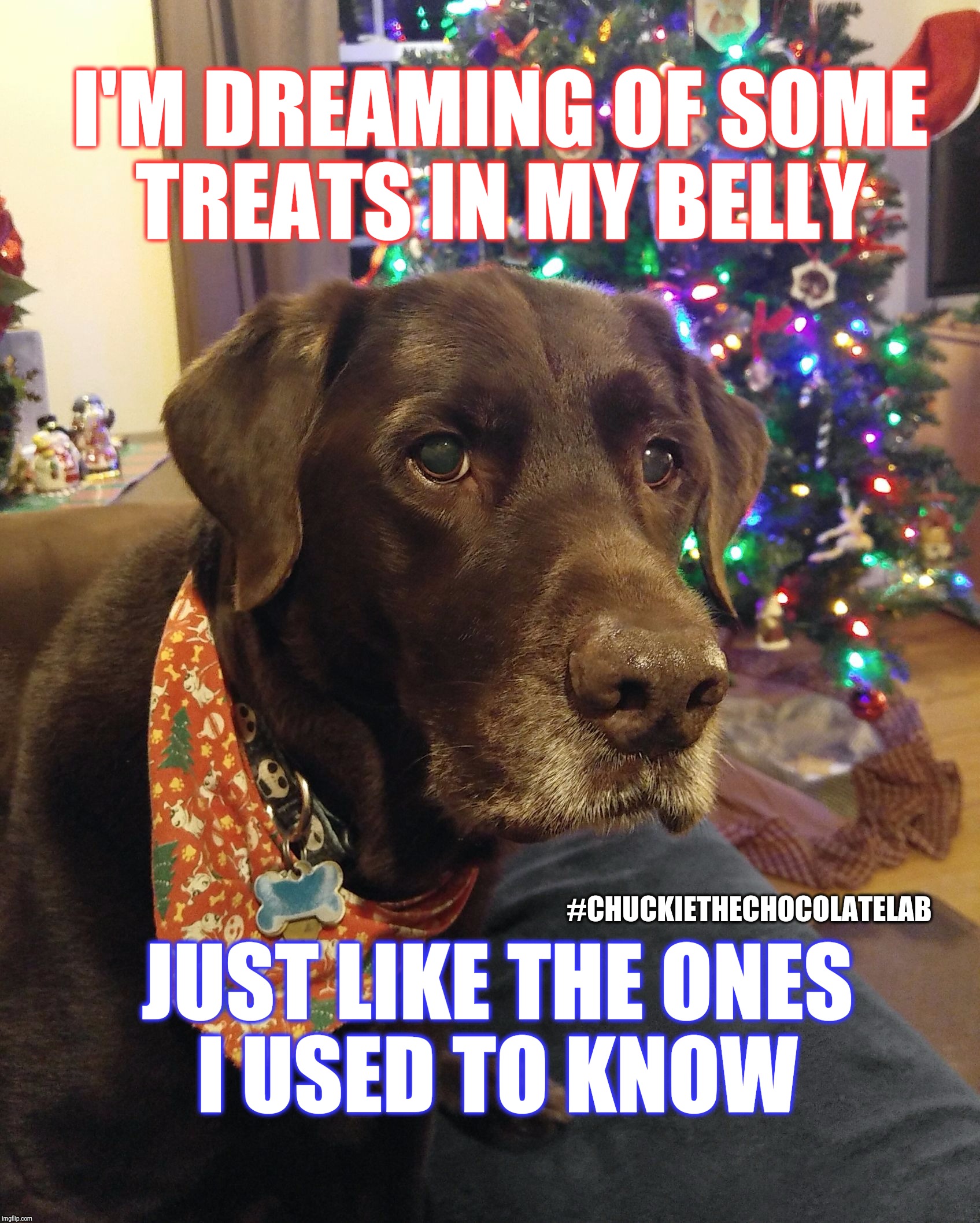 I'm dreaming of some treats in my belly | I'M DREAMING OF SOME TREATS IN MY BELLY; #CHUCKIETHECHOCOLATELAB; JUST LIKE THE ONES I USED TO KNOW | image tagged in chuckie the chocolate lab teamchuckie,memes,dogs,funny,cute animals,christmas | made w/ Imgflip meme maker