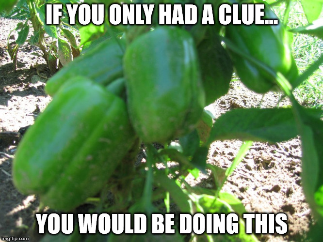 IF YOU ONLY HAD A CLUE... YOU WOULD BE DOING THIS | image tagged in green preppers | made w/ Imgflip meme maker