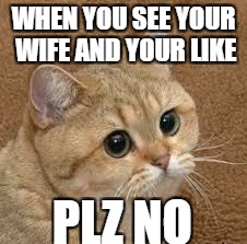 hell no | WHEN YOU SEE YOUR WIFE AND YOUR LIKE; PLZ NO | image tagged in cato | made w/ Imgflip meme maker