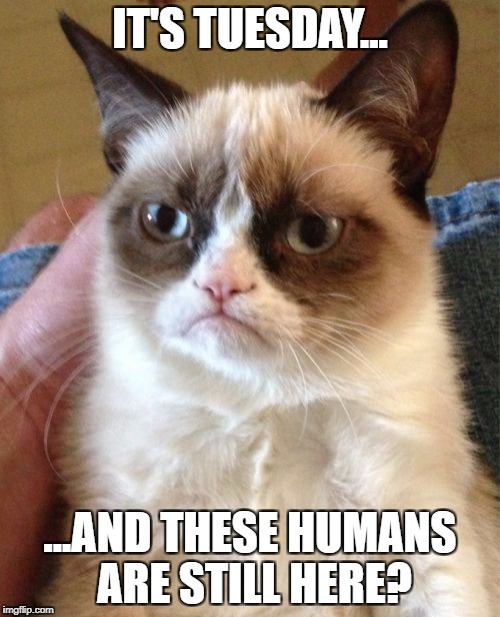 Grumpy Cat Meme | IT'S TUESDAY... ...AND THESE HUMANS ARE STILL HERE? | image tagged in memes,grumpy cat | made w/ Imgflip meme maker
