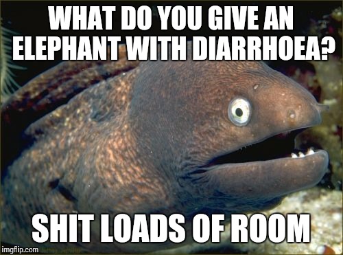 Bad Joke Eel Meme | WHAT DO YOU GIVE AN ELEPHANT WITH DIARRHOEA? SHIT LOADS OF ROOM | image tagged in memes,bad joke eel | made w/ Imgflip meme maker