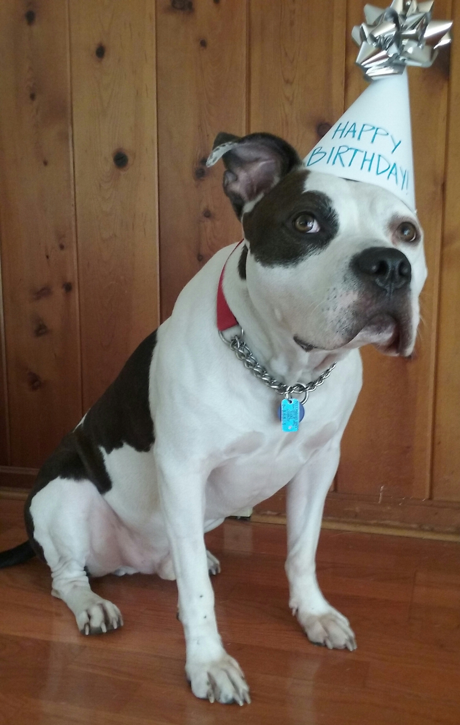 Birthday bulldog Blank Meme Template