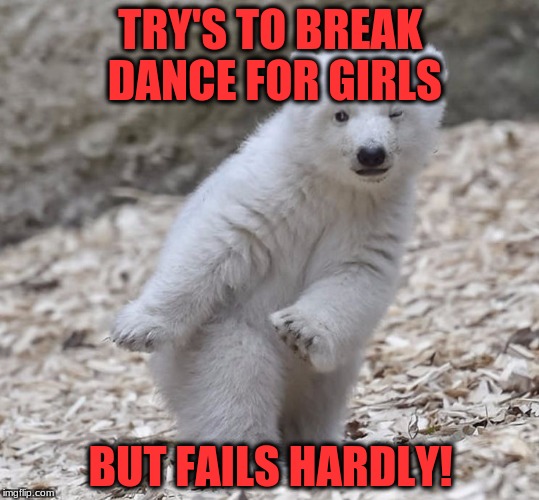 Savage Bear | TRY'S TO BREAK DANCE FOR GIRLS; BUT FAILS HARDLY! | image tagged in savage bear | made w/ Imgflip meme maker
