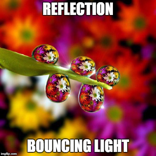 Flowers reflected in Water Droplets | REFLECTION; BOUNCING LIGHT | image tagged in flowers reflected in water droplets | made w/ Imgflip meme maker
