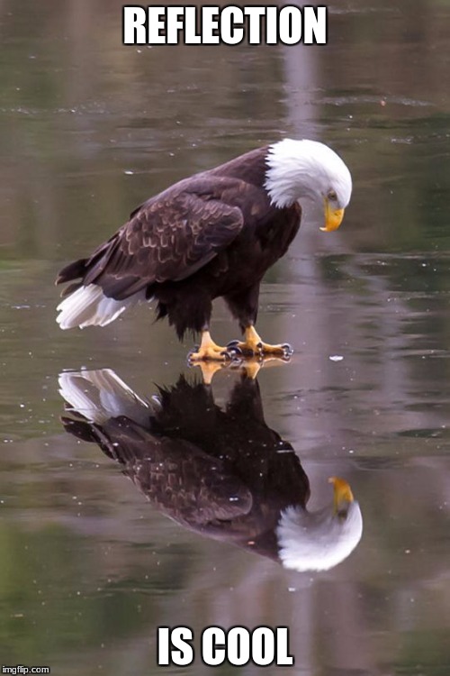 Eagle's Reflection | REFLECTION; IS COOL | image tagged in eagle's reflection | made w/ Imgflip meme maker