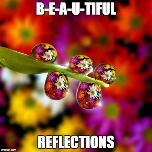 Flowers reflected in Water Droplets | B-E-A-U-TIFUL; REFLECTIONS | image tagged in flowers reflected in water droplets | made w/ Imgflip meme maker