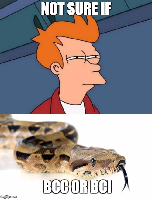 For Snake People | NOT SURE IF; BCC OR BCI | image tagged in boa,snake,meme | made w/ Imgflip meme maker
