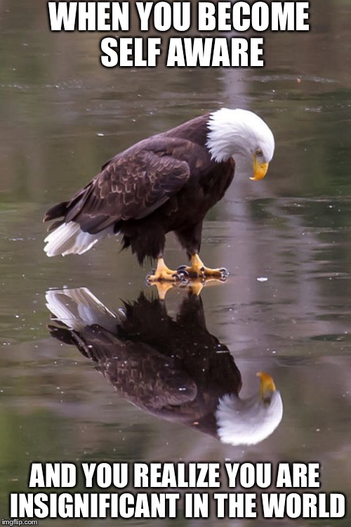 Eagle's Reflection | WHEN YOU BECOME SELF AWARE; AND YOU REALIZE YOU ARE INSIGNIFICANT IN THE WORLD | image tagged in eagle's reflection | made w/ Imgflip meme maker