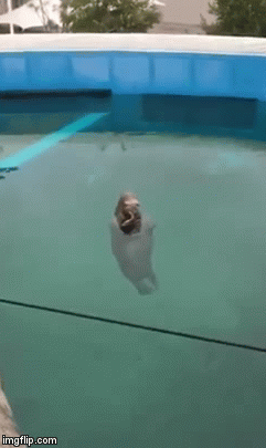 thinking walrus - Imgflip