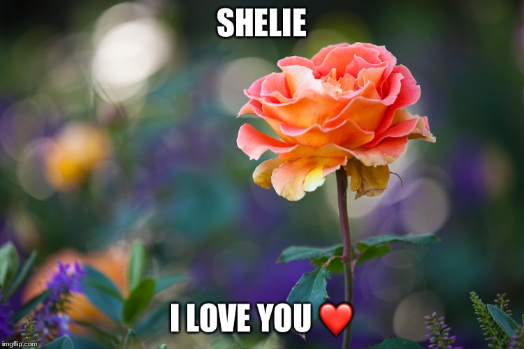 Roses | SHELIE; I LOVE YOU ❤️ | image tagged in roses | made w/ Imgflip meme maker
