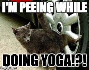 Yoga and Peeing | I'M PEEING WHILE; DOING YOGA!?! | image tagged in cats,funny cats,peeing,yoga | made w/ Imgflip meme maker
