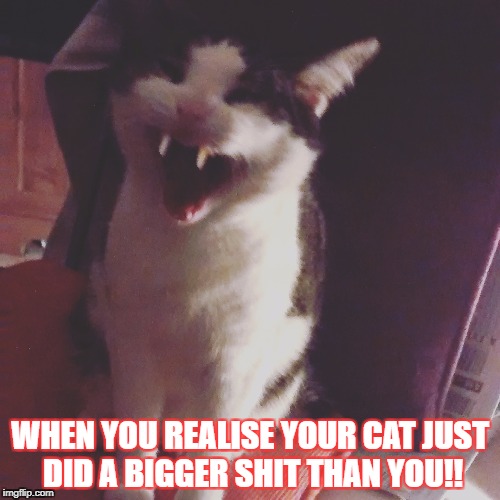 cat shit surprise | WHEN YOU REALISE YOUR CAT JUST DID A BIGGER SHIT THAN YOU!! | image tagged in philthecat,funny cat memes,holy shit,bad smell,laughing cat,funny cats | made w/ Imgflip meme maker
