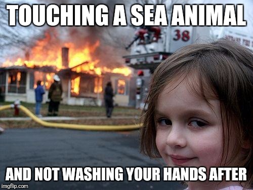 Disaster Girl Meme | TOUCHING A SEA ANIMAL; AND NOT WASHING YOUR HANDS AFTER | image tagged in memes,disaster girl | made w/ Imgflip meme maker