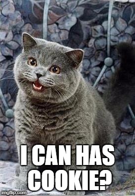 I can has cheezburger cat | I CAN HAS COOKIE? | image tagged in i can has cheezburger cat | made w/ Imgflip meme maker