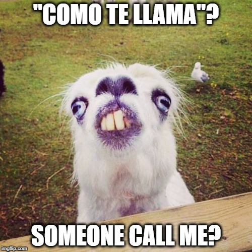 irony llama | "COMO TE LLAMA"? SOMEONE CALL ME? | image tagged in irony llama | made w/ Imgflip meme maker