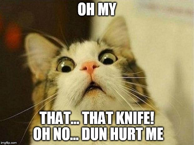 Scared Cat Meme | OH MY; THAT... THAT KNIFE! OH NO... DUN HURT ME | image tagged in memes,scared cat | made w/ Imgflip meme maker