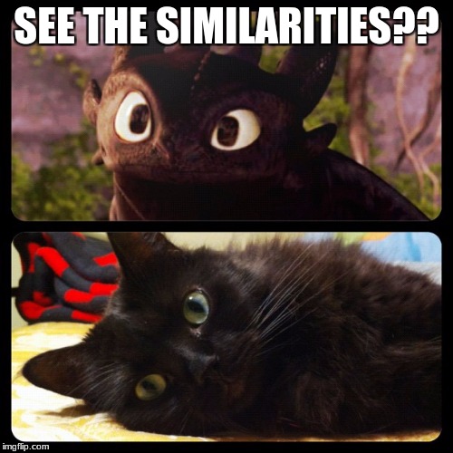 Toothless VS Cat | SEE THE SIMILARITIES?? | image tagged in memes | made w/ Imgflip meme maker