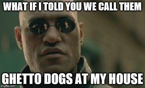 Matrix Morpheus Meme | WHAT IF I TOLD YOU WE CALL THEM GHETTO DOGS AT MY HOUSE | image tagged in memes,matrix morpheus | made w/ Imgflip meme maker