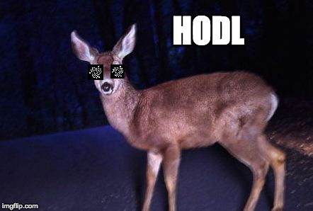 HODL IOTA | HODL | image tagged in hodl,iota,miota,bitcoin | made w/ Imgflip meme maker