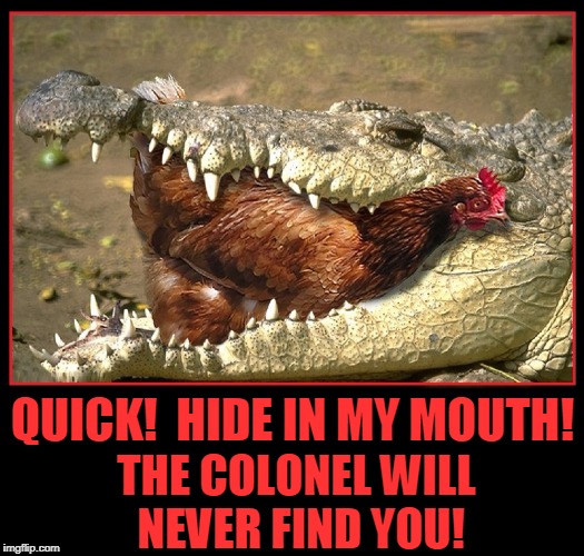 The Helpful Gator | QUICK!  HIDE IN MY MOUTH! THE COLONEL WILL NEVER FIND YOU! | image tagged in gator eating chicken,vince vance,alligator,chicken,chicken in aliigator's mouth,animal memes | made w/ Imgflip meme maker