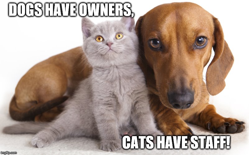 DOGS HAVE OWNERS, CATS HAVE STAFF! | image tagged in dc | made w/ Imgflip meme maker