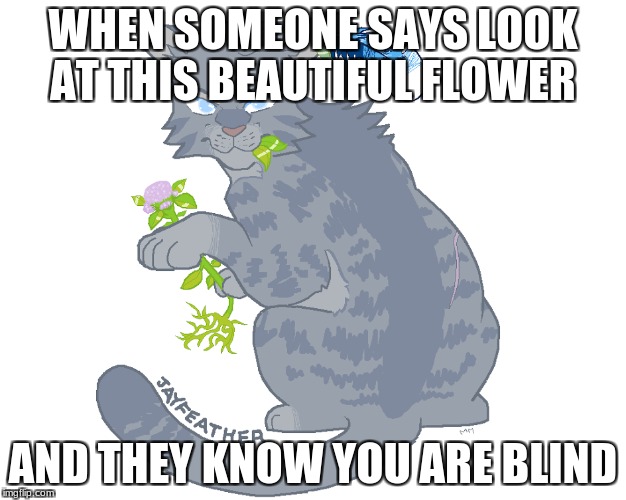 ...AND THEY KNOW YOU ARE BLIND image tagged in funny,cats,memes,jayfeather,...