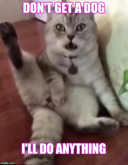 Last resort cat | DON'T GET A DOG; I'LL DO ANYTHING | image tagged in cats,cat,sexy cat,nsfw,cat meme | made w/ Imgflip meme maker