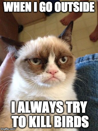 WHEN I GO OUTSIDE; I ALWAYS TRY TO KILL BIRDS | image tagged in grumpy cat | made w/ Imgflip meme maker
