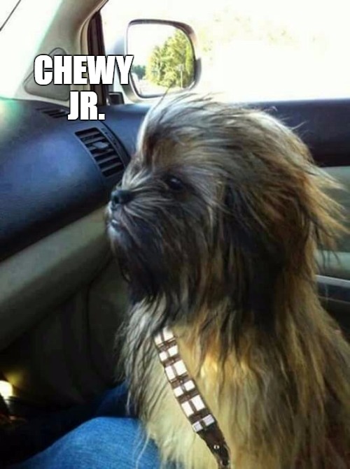 Chewy | CHEWY JR. | image tagged in chewy | made w/ Imgflip meme maker
