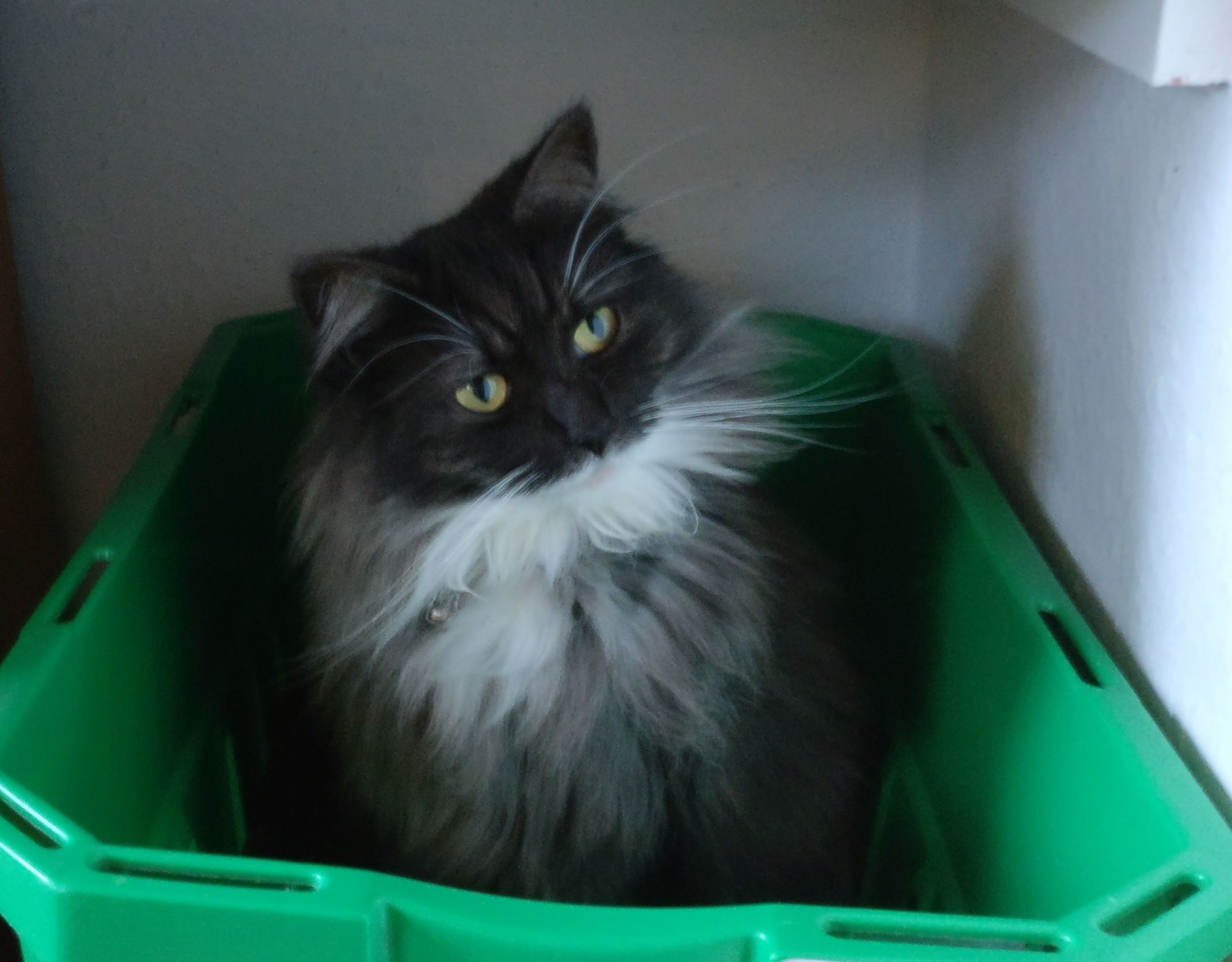 Cat in laundry basket Blank Meme Template