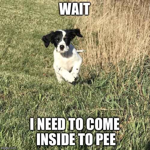 WAIT; I NEED TO COME INSIDE TO PEE | image tagged in stella | made w/ Imgflip meme maker