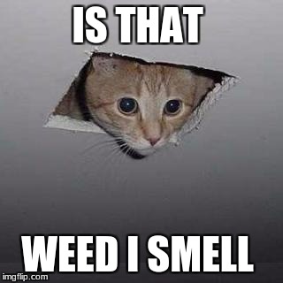 Ceiling Cat Meme | IS THAT; WEED I SMELL | image tagged in memes,ceiling cat | made w/ Imgflip meme maker