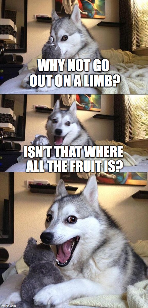 Fishing | WHY NOT GO OUT ON A LIMB? ISN’T THAT WHERE ALL THE FRUIT IS? | image tagged in memes,bad pun dog | made w/ Imgflip meme maker