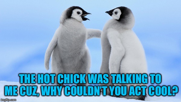 Baby Penguin Telling Off Another Baby Penguin | THE HOT CHICK WAS TALKING TO ME CUZ, WHY COULDN’T YOU ACT COOL? | image tagged in baby penguin telling off another baby penguin,americanpenguin | made w/ Imgflip meme maker