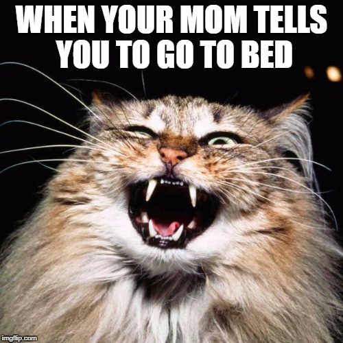 mad cat | WHEN YOUR MOM TELLS YOU TO GO TO BED | image tagged in mad cat | made w/ Imgflip meme maker