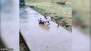Pig on ice | image tagged in gifs,funny | made w/ Imgflip video-to-gif maker