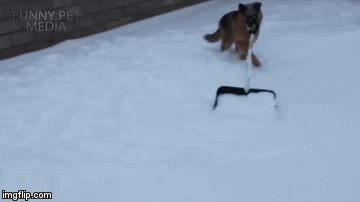 snowdog | image tagged in gifs,funny | made w/ Imgflip video-to-gif maker