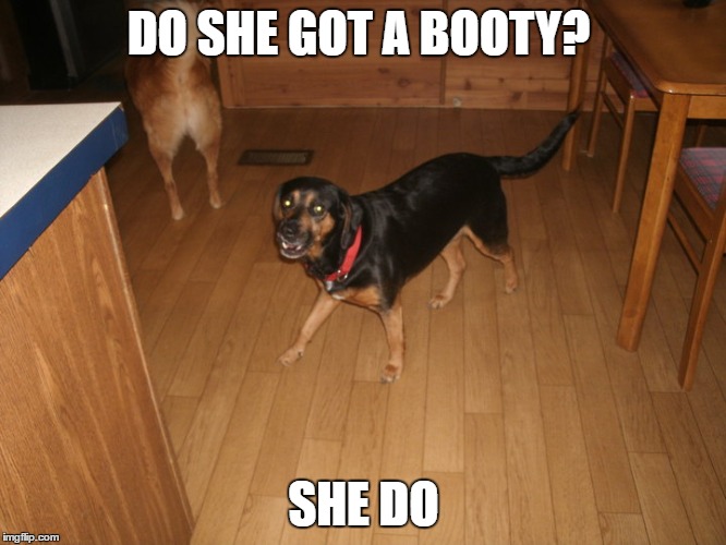 She Do | DO SHE GOT A BOOTY? SHE DO | image tagged in dog | made w/ Imgflip meme maker