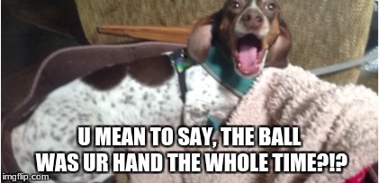 Dog dank memes | U MEAN TO SAY, THE BALL WAS UR HAND THE WHOLE TIME?!? | image tagged in dank memes,confused dog,dog memes,funny memes,memes,funny dog memes | made w/ Imgflip meme maker