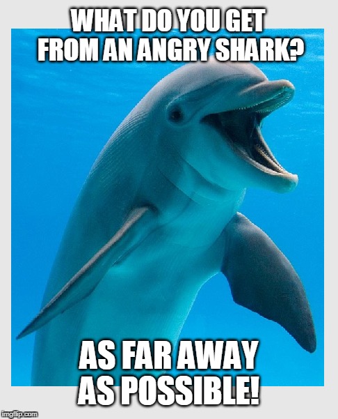 arrr... | WHAT DO YOU GET FROM AN ANGRY SHARK? AS FAR AWAY AS POSSIBLE! | image tagged in dumb joke dolphin,joke,funny memes | made w/ Imgflip meme maker