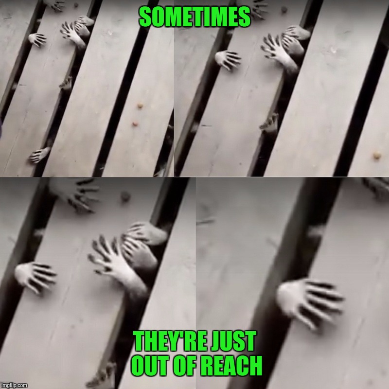 Raccoon Hands | SOMETIMES THEY'RE JUST OUT OF REACH | image tagged in raccoon hands | made w/ Imgflip meme maker