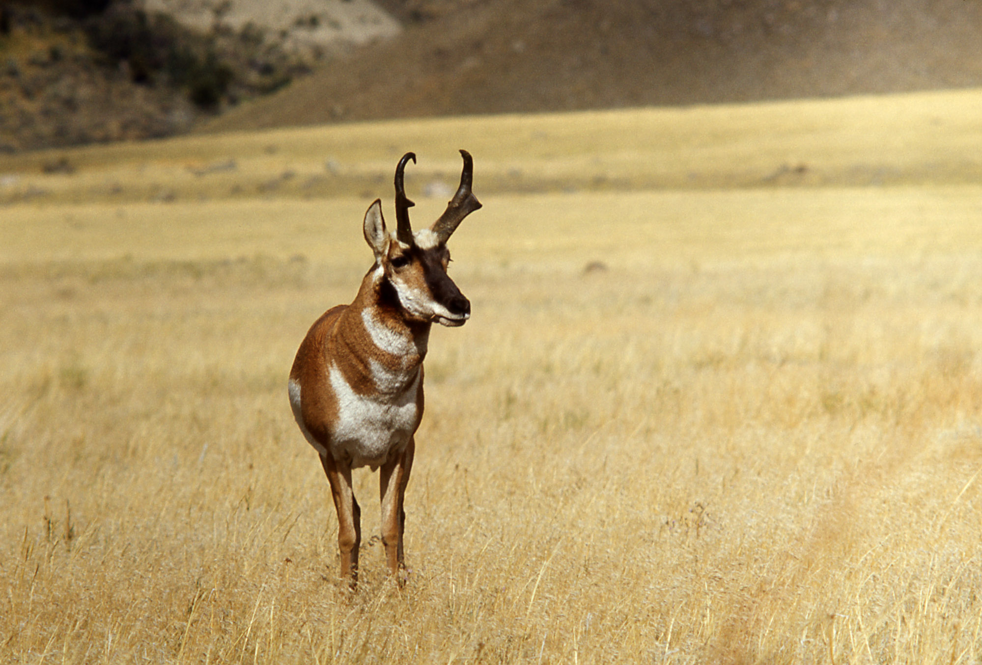 Pronghorn Antelope Blank Meme Template