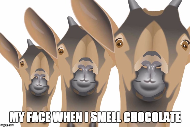 Yee | MY FACE WHEN I SMELL CHOCOLATE | image tagged in goat stare,bozosword,goat,goats,funny,funny goat | made w/ Imgflip meme maker