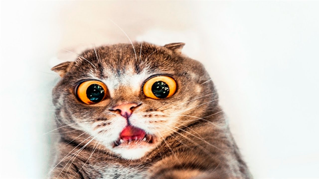 Scared Cat Meme Generator - Imgflip