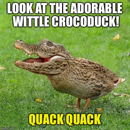 Crocoduck | LOOK AT THE ADORABLE WITTLE CROCODUCK! QUACK QUACK | image tagged in crocoduck | made w/ Imgflip meme maker