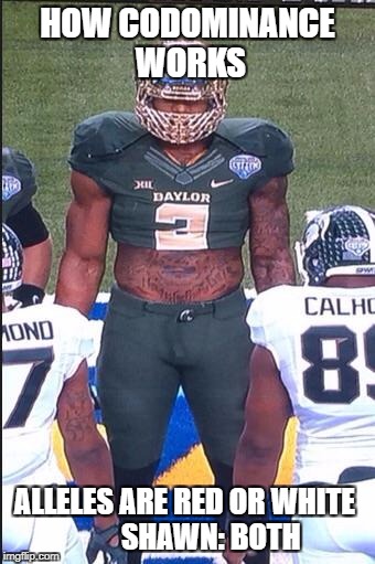 Llama Shawn oakman  | HOW CODOMINANCE WORKS; ALLELES ARE RED OR WHITE
        SHAWN: BOTH | image tagged in llama shawn oakman | made w/ Imgflip meme maker