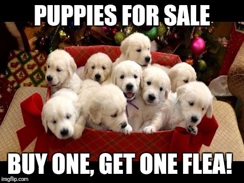 PUPPIES FOR SALE; BUY ONE, GET ONE FLEA! | image tagged in puppies | made w/ Imgflip meme maker