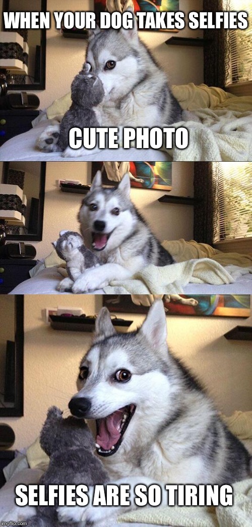 Bad Pun Dog Meme | WHEN YOUR DOG TAKES SELFIES; CUTE PHOTO; SELFIES ARE SO TIRING | image tagged in memes,bad pun dog | made w/ Imgflip meme maker
