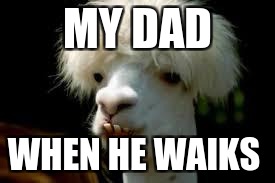 bad hair day llama | MY DAD; WHEN HE WAIKS | image tagged in bad hair day llama | made w/ Imgflip meme maker